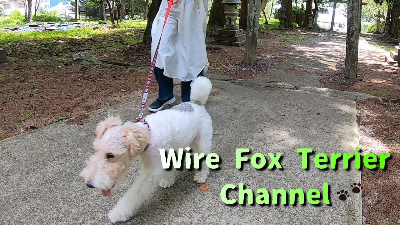 A wire fox terrier praying for your happiness