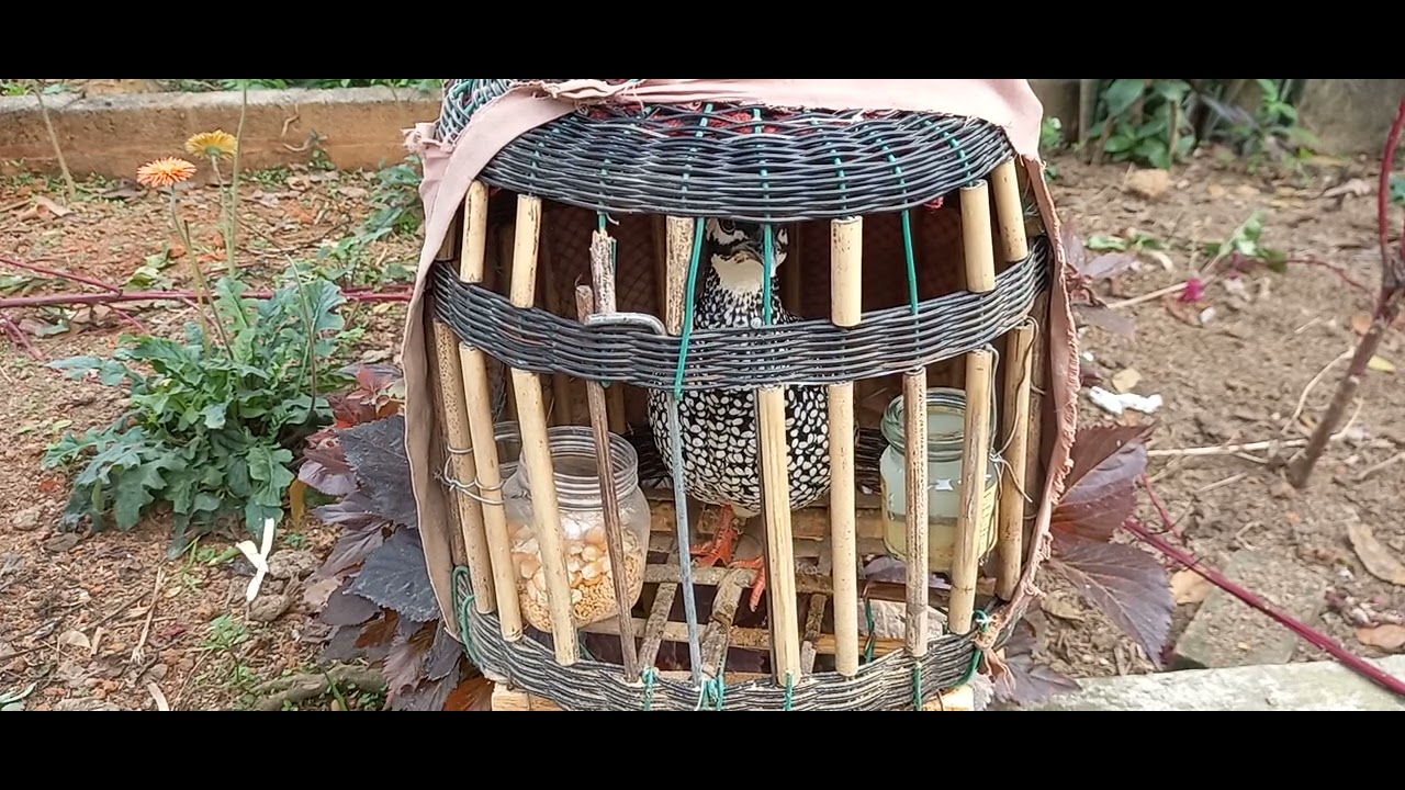 Đa đa thuần gáy đối mùa đông kích bổi nhanh gáy phần 10