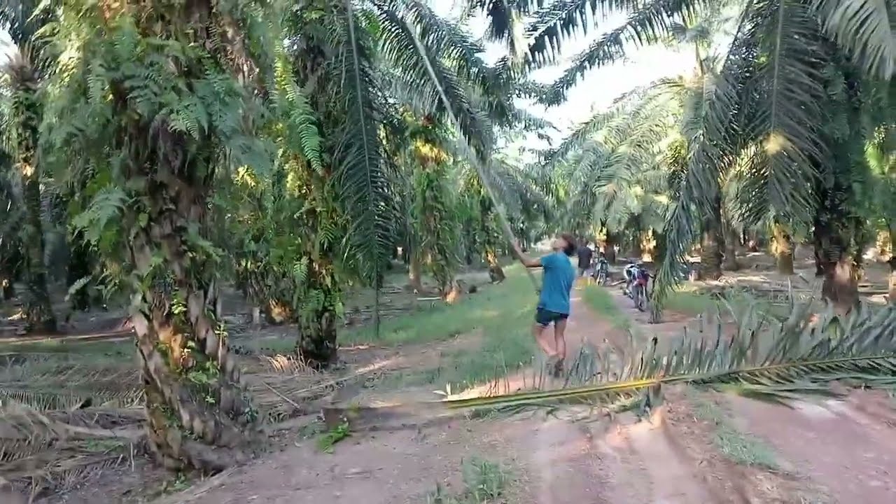 potong buah sawit handal dari lombok
