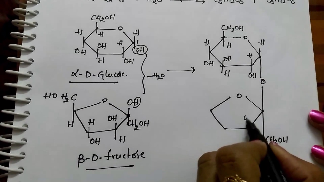 Disachharides Sucrose, Maltose and Lactose (Chemistry)