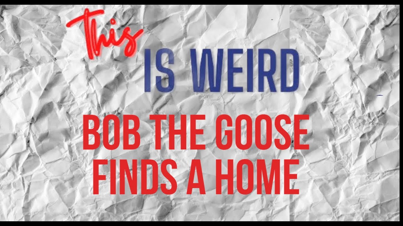This Is Weird: Bob The Goose Finds A Home