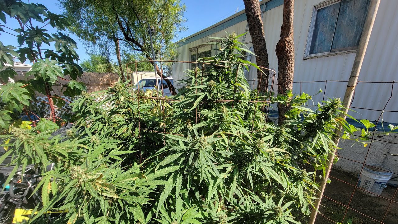 Arizona Cannabis Outdoor Grow Flowering/harvested