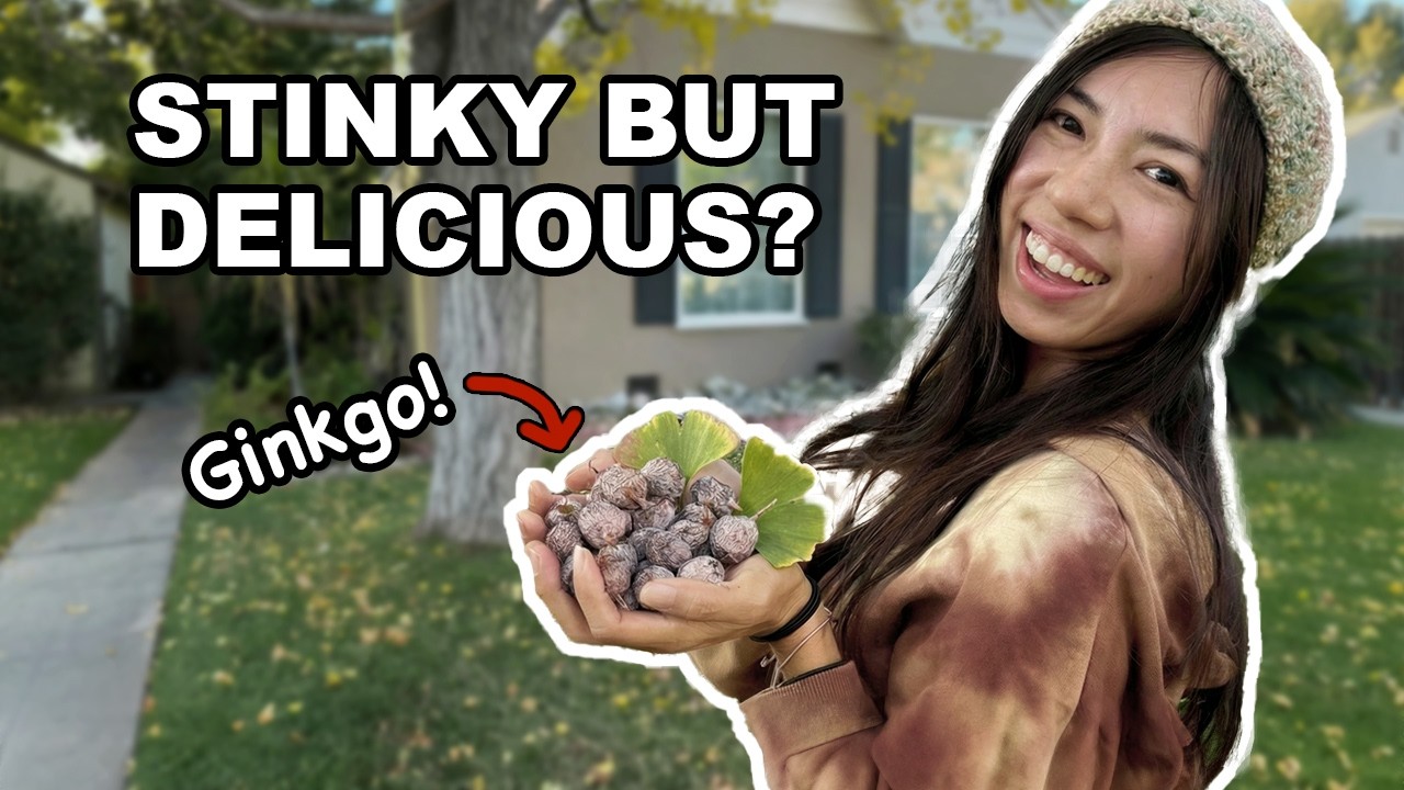 200 Million Years Old Ginkgo Nuts that's Toxic, Stinky, Delicious!