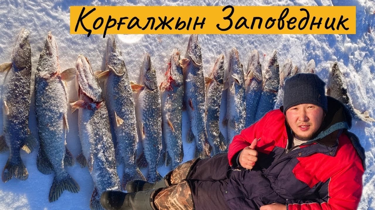 Шортанды қырдық Балық жақсы түсті. Зимняя рыбалка Қазақстан, жор щуки
