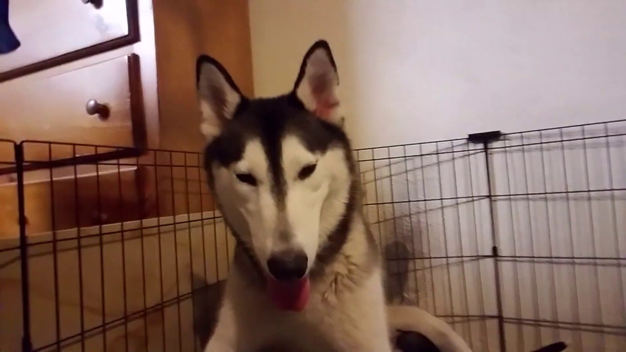 How a dog feeds 9 puppies //large litter// HUSKY