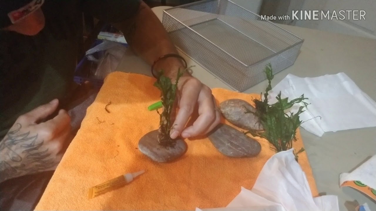 Windelov Java Fern Gluing Plants On Rocks