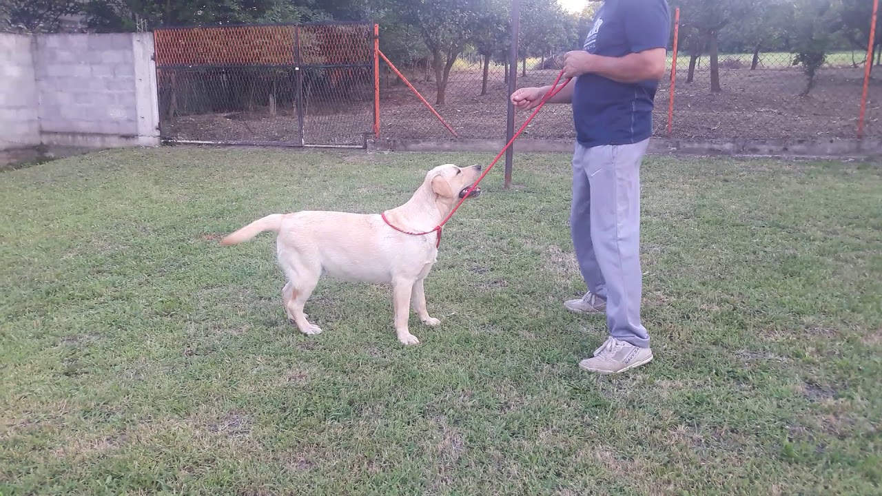 Celta Kostic Retriever By Diana