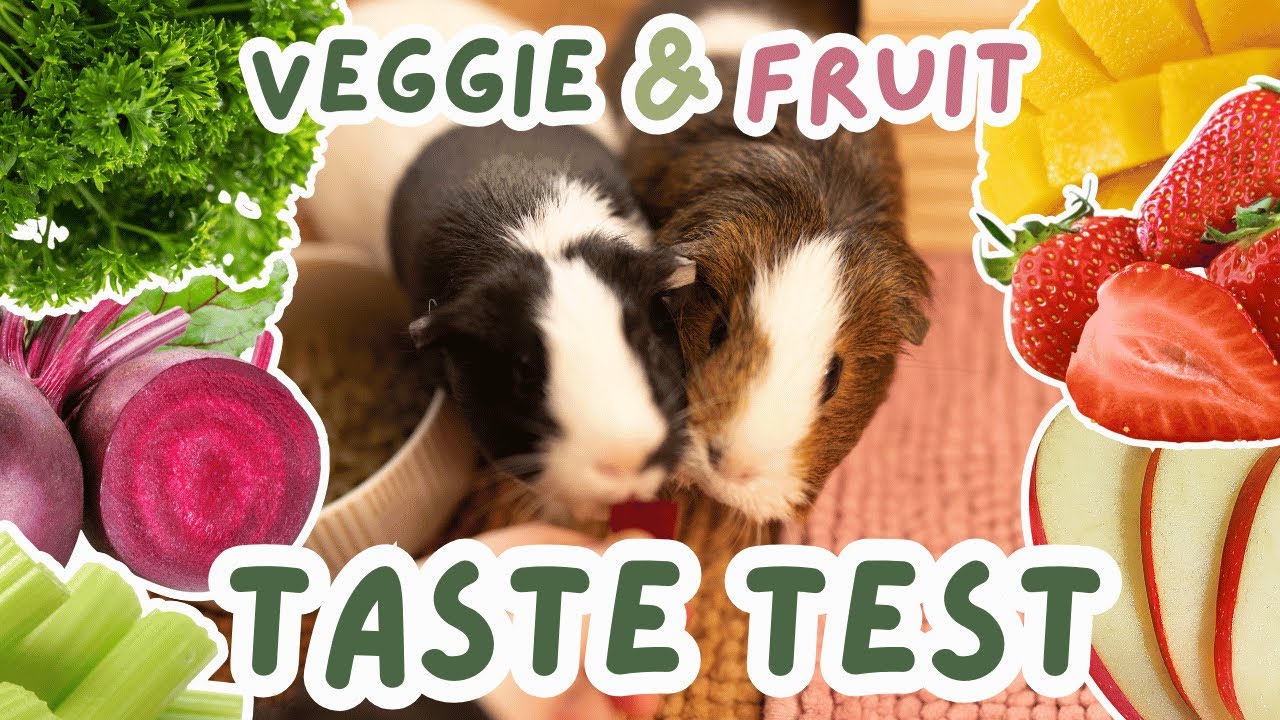 Veggie & Fruit Taste Test with My Guinea Pigs🫜 | Strawberries, Celery & More!