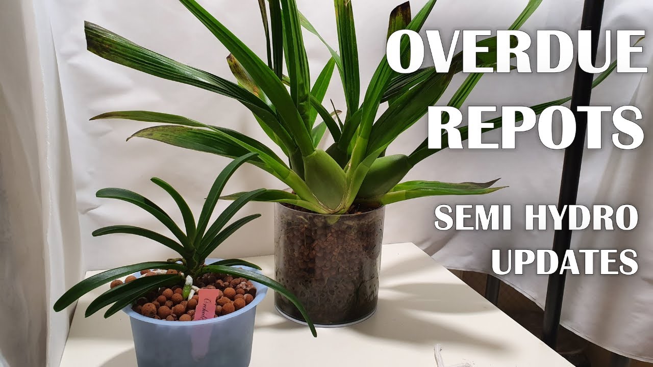 Repotting Oncidium Sharry Baby & Holcostylis MS Sunlight | Semi-Hydro + Seramis Updates