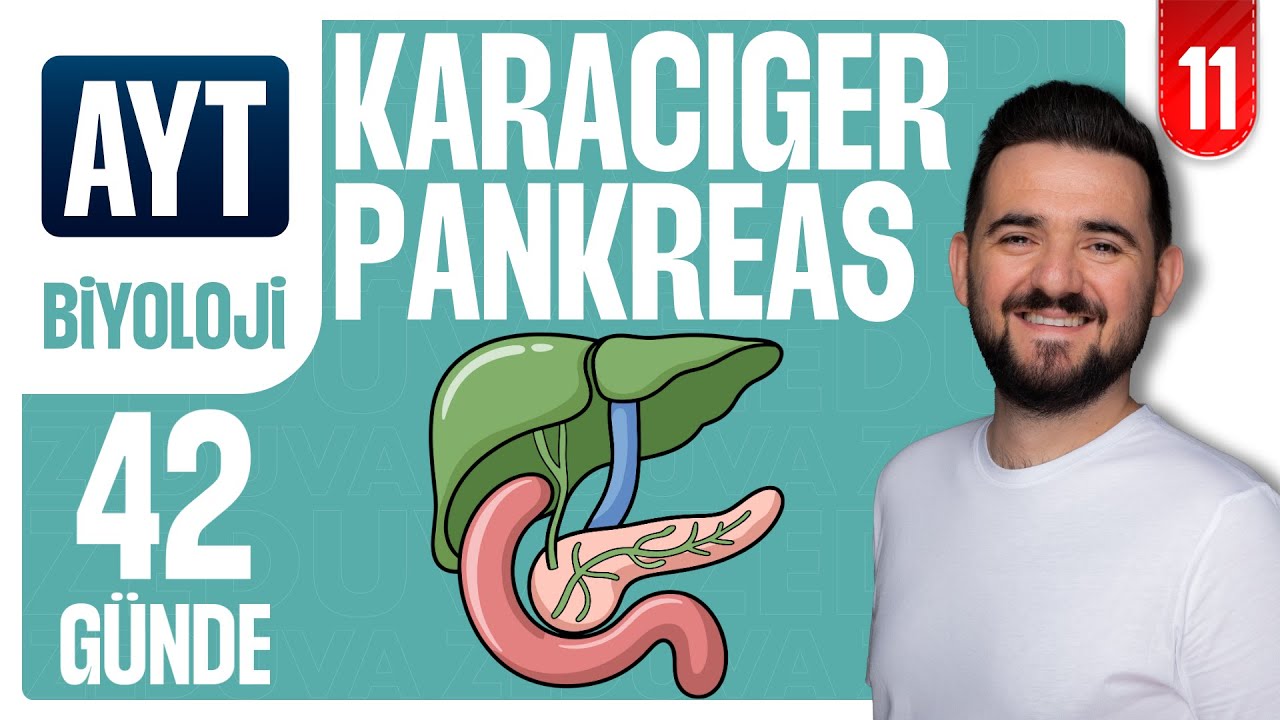 Karaciğer Pankreas Safra Kesesi | 42 GÜNDE AYRINTILI AYT BİYOLOJİ KAMPI 2026-2027 | 11.GÜN
