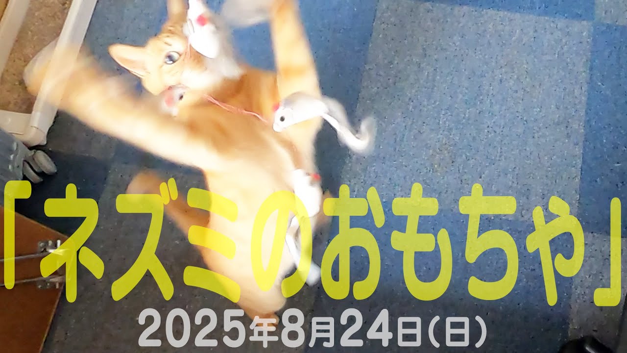 我が家の猫たち「ネズミのおもちゃ」2025年8月24日(日) 