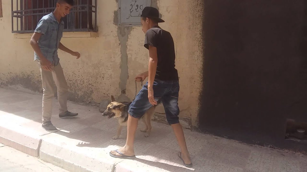 مهارشة شان بارجي كاسي attaque dune chien bregi