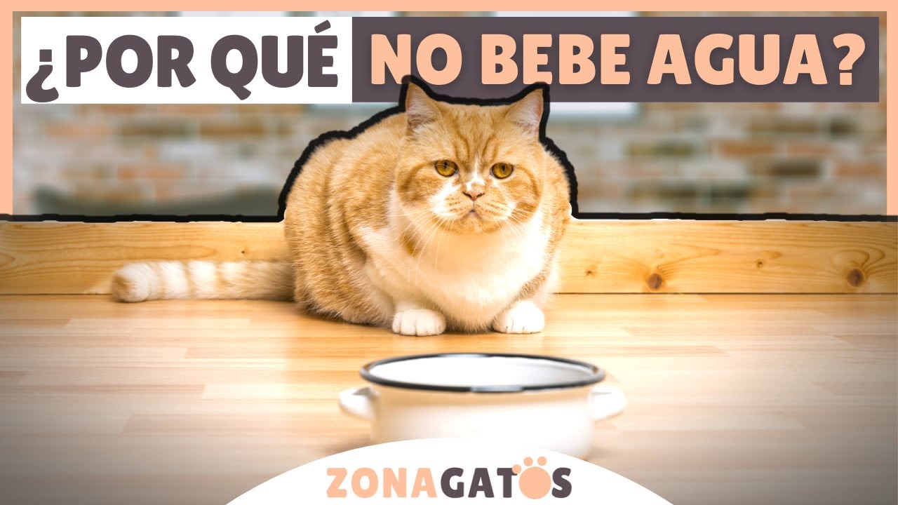 Mi gato NO BEBE AGUA 🐱🥤 [SOLUCIONES]