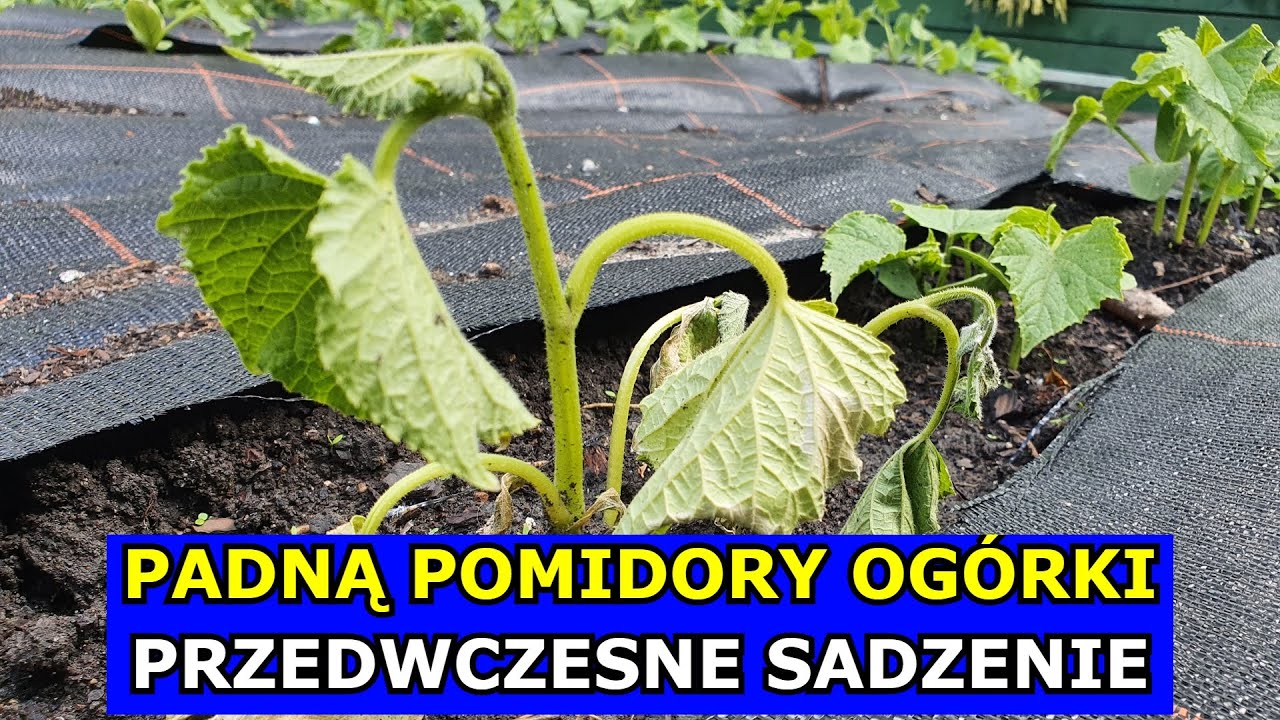 Padną Pomidory, Og&oacute;rki, Papryka, Cukinia. Nie Sadź jeszcze tych Warzyw. Przymrozki w Uprawie Warzyw.