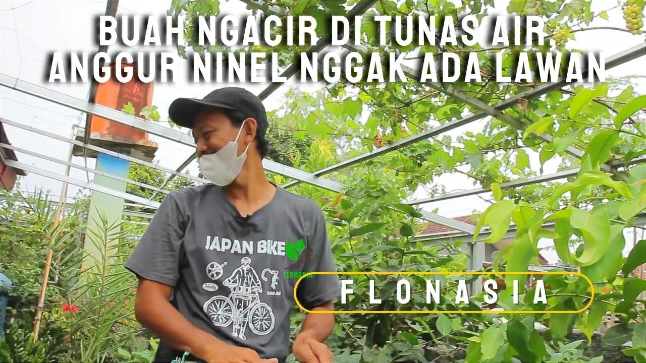 Ninel Emang Beda! Buah Montok Tumbuh di Tunas Air
