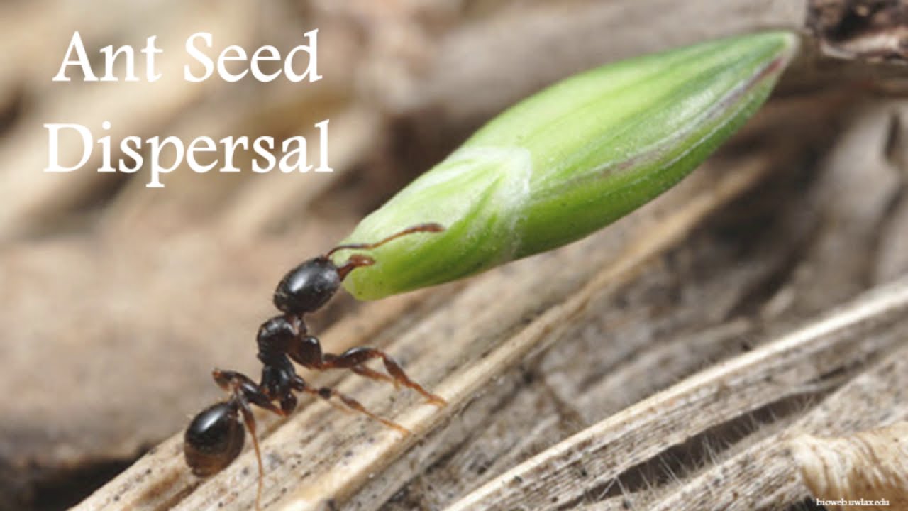 Introduction to Fynbos and Pollination_ by Kellyn Whitehead