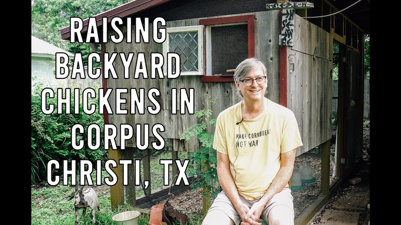 Raising Backyard Chickens in Corpus Christi, TX