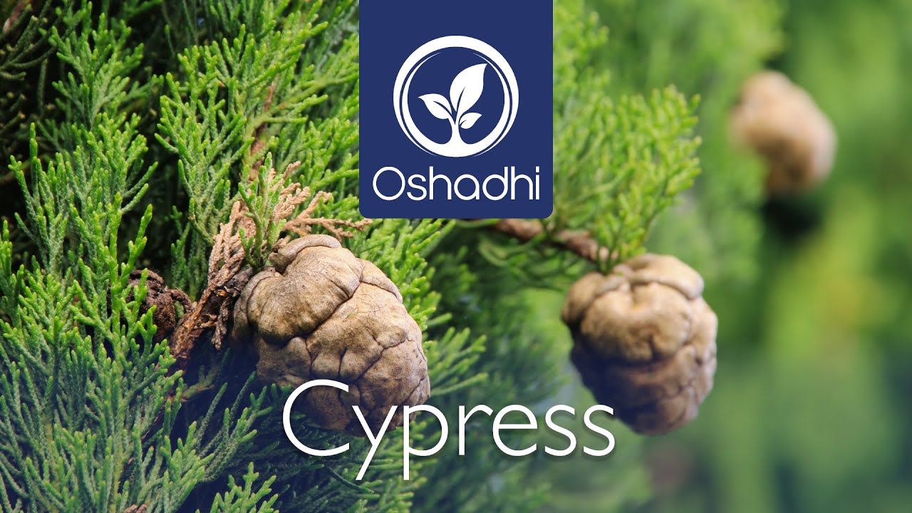 Cypress (Cupressus sempervirens) | Essential-Oil-Plant Portrait by Dr. Malte Hozzel