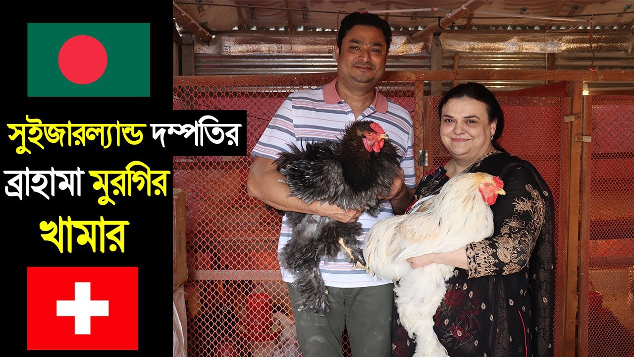 সুইজারল্যান্ড দম্পতির সৌখিন ব্রাহামা মুরগির খামার।১৫ প্রজাতির ব্রাহামা মুরগি পালন।Brahama morgi