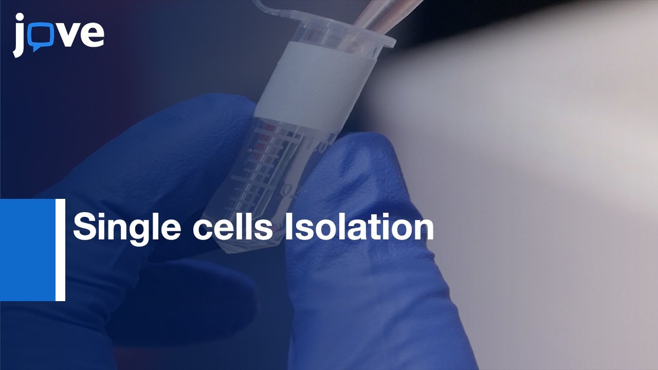 Single cells Isolation and characterization from embryos | Protocol Preview