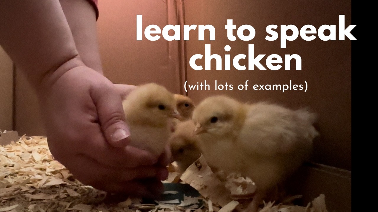 Chicken sounds and what they mean (from day old chicks to pullets)
