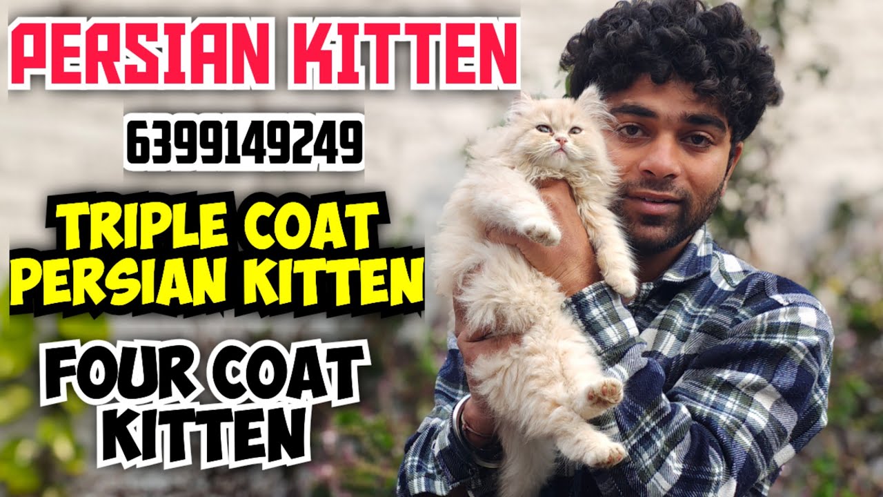 😍 FOUR COAT PERSIAN CAT • FAWN COLOUR FEMALE PERSIAN FOR SALE • CAT FOR SALE • KITTEN FOR SALE 🔥