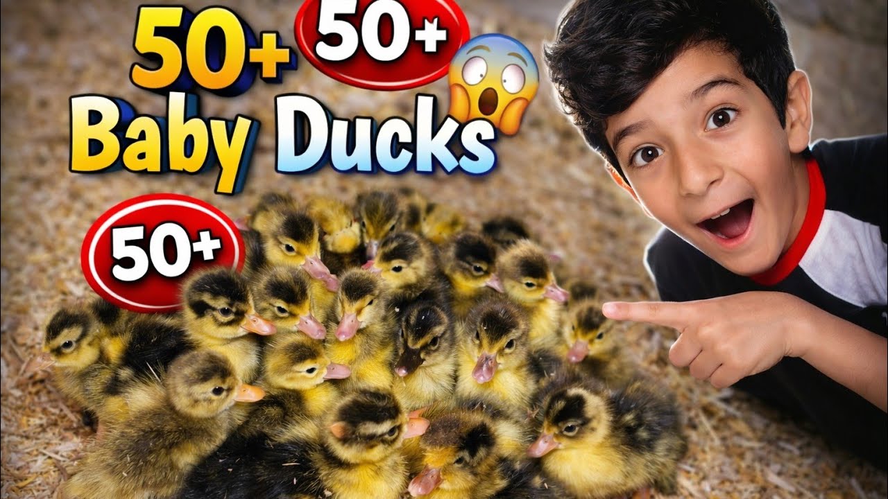 Murgi NA Atna zda🥰 baby ducks🦆Nkal dya ||UU brother || Batakh ka bacha 