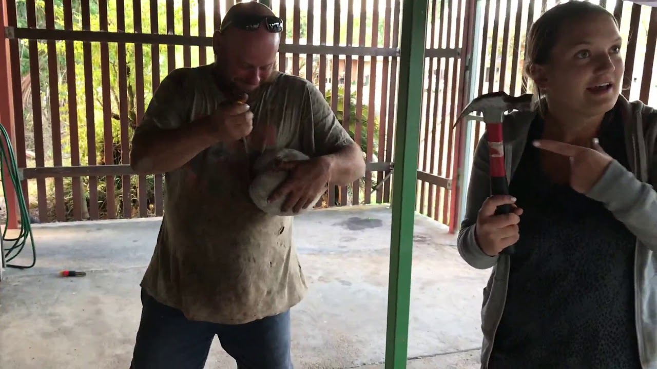 Farm Work in Tully - 88 Days in Banana Jail