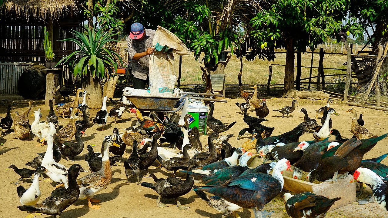Ultimate DIY Duck Feed Processing:  Save Money and Boost Your Flock