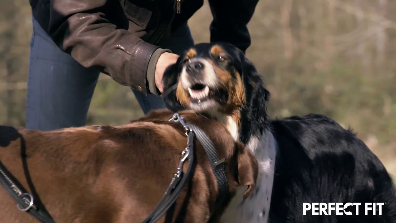 Perfect Fit™ presents HOW TO INTRODUCE DOGS ON A WALK