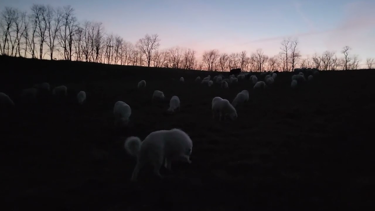 Feb. 27, 2026 Managing the management if Management intensive Grazing (MiG)