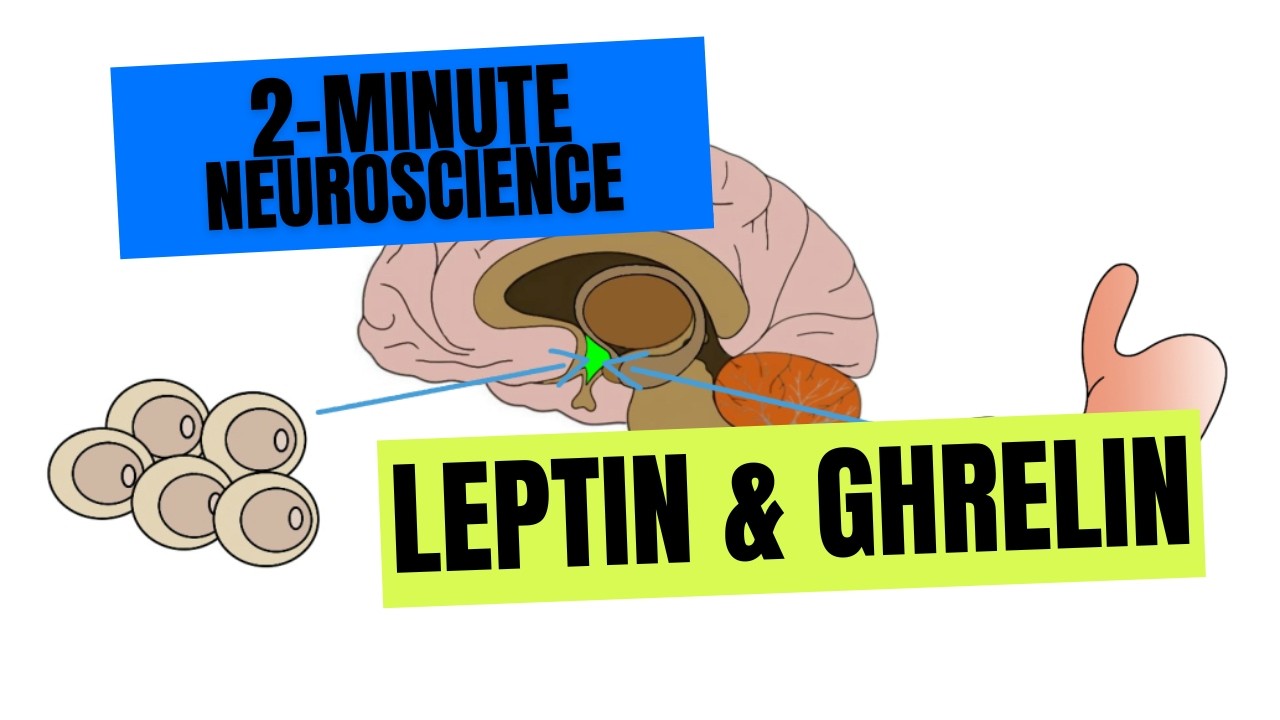 2-minutowa neurobiologia: leptyna i grelina