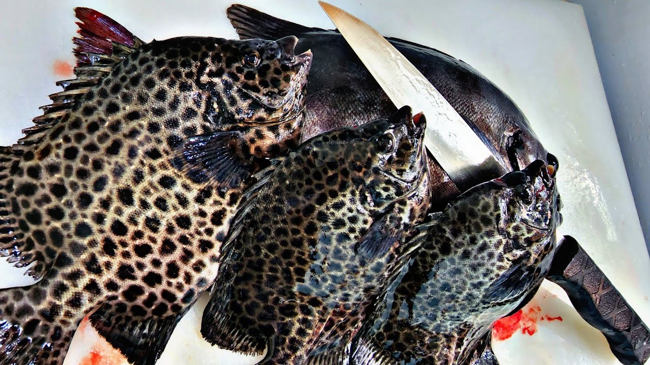 spotted parrot fish , rock bream , fishing fish , cutting technique , delicious fish