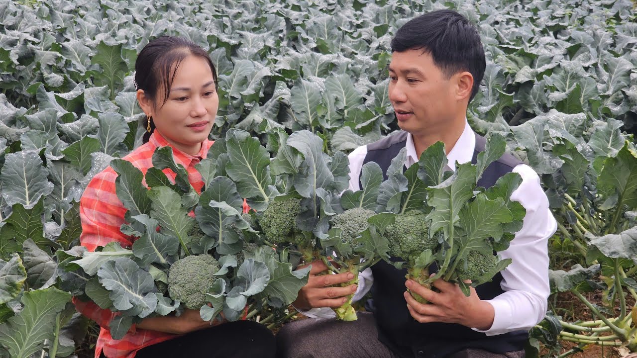 Harvesting Broccoli With Husband Go To Market Sell - Cooking - Warm Family Meal | Lý Phúc An