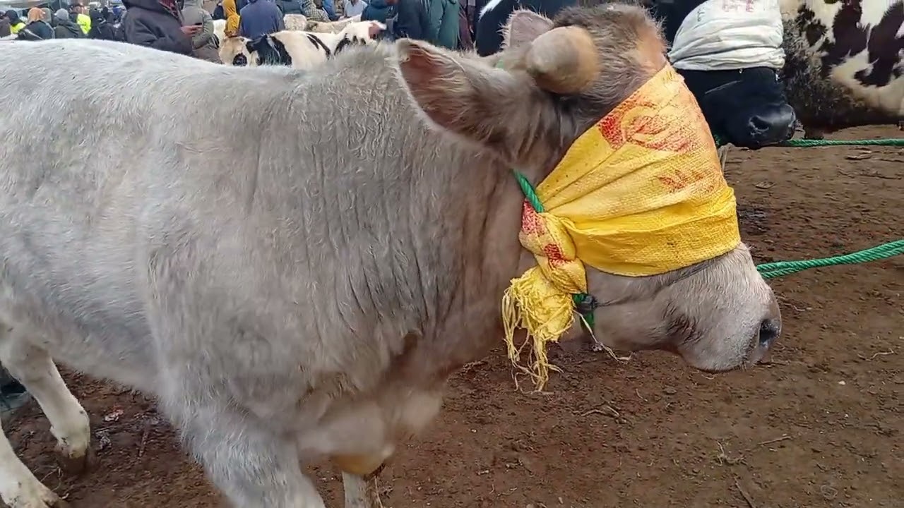 فيديو رائع وجميل من رحبة العجل الكسابي سوق حد السوالم 