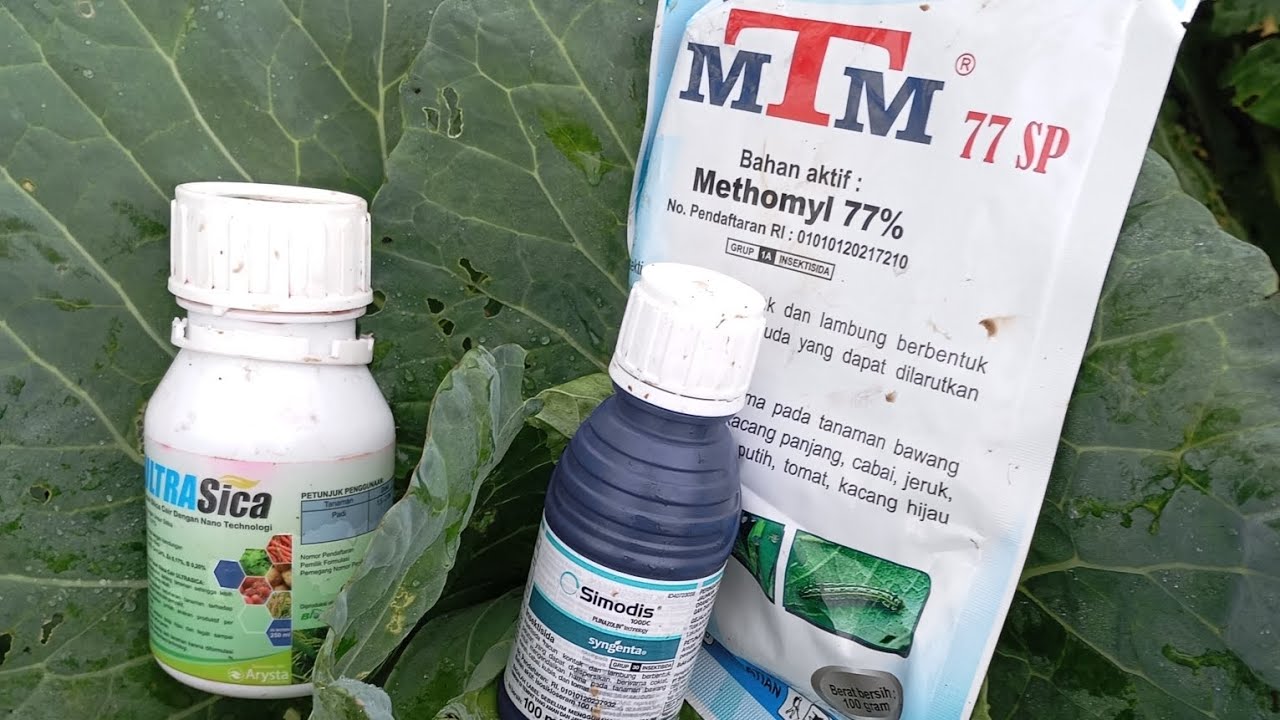 Penyemprotan tanaman kubis 