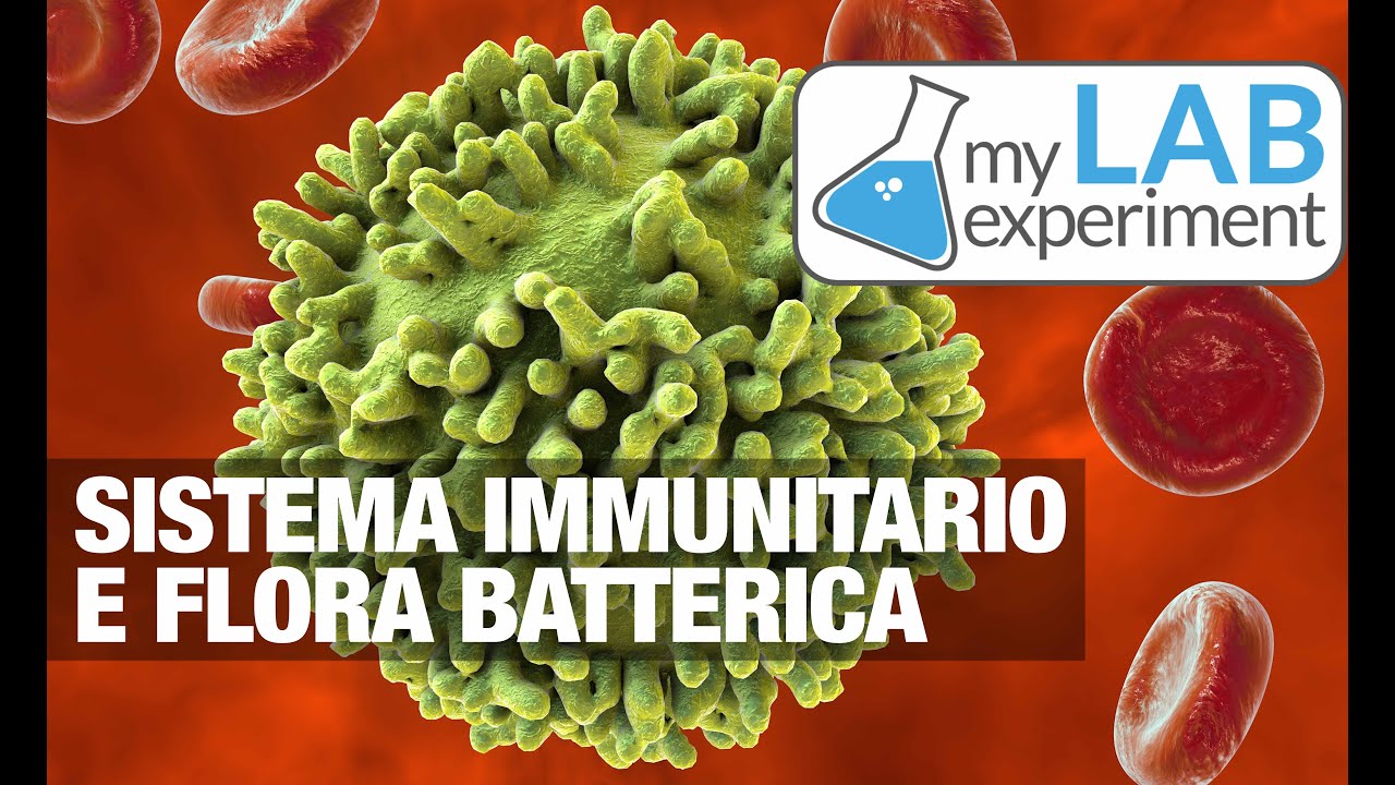 FLORA BATTERICA: sistema immunitario principale