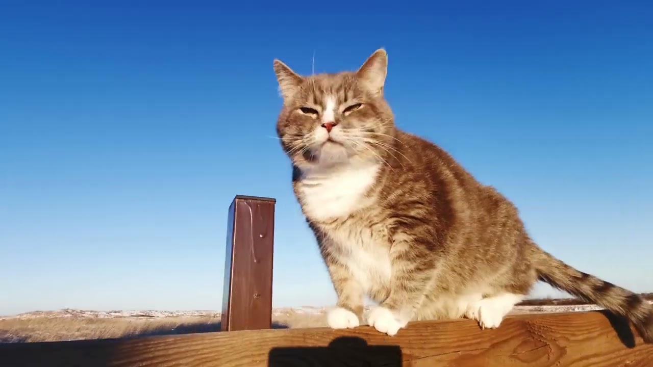 &ldquo;10 Secrets About Cats + Their Emotional Bond with Humans&rdquo;