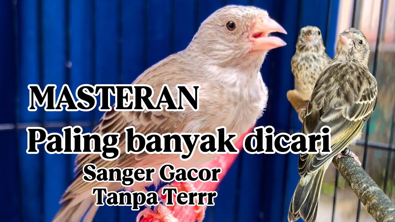 Sanger gacor ampuh buat masteran