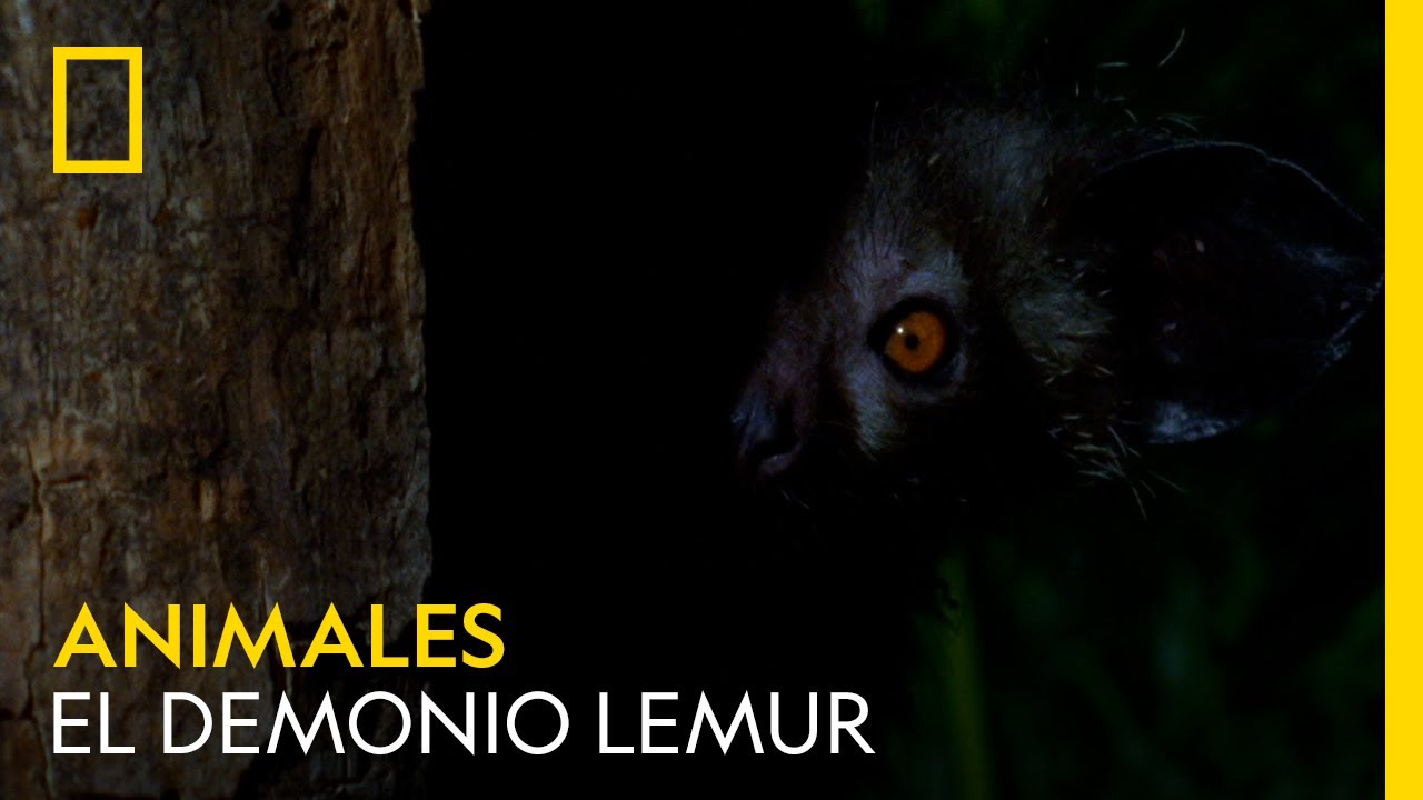 El demonio lemur | NATIONAL GEOGRAPHIC ESPAÑA