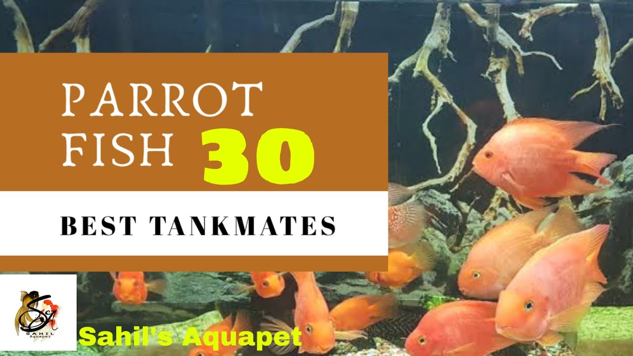 Tank mates of parrotfish | best tankmates for parrotfish | top 30 tankmates for parrotfish in hindi