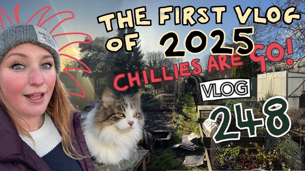 The Chilli Sowing Begins! + More Broadbeans and what we're Harvesting this Winter. Ep 248 || Plot 37