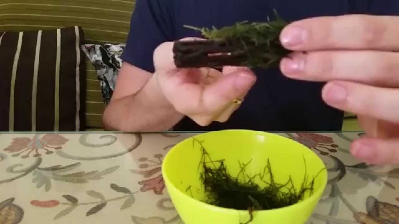 MUSGO DE JAVA - como enraizarlo
