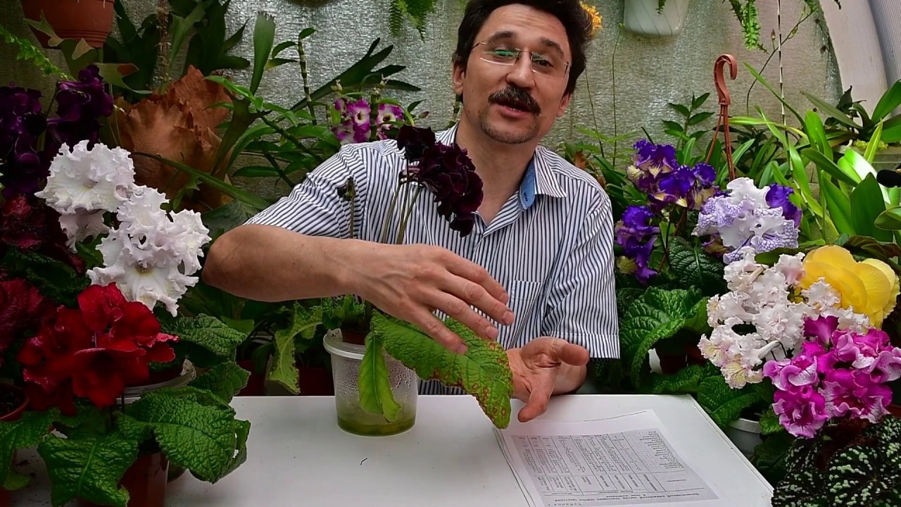 Интоксикация растений после применения ядохимикатов методом полива.  Что делать.