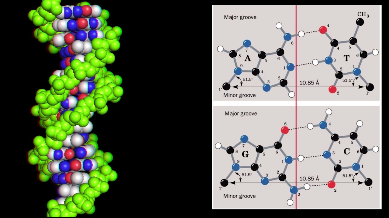 Groovy DNA