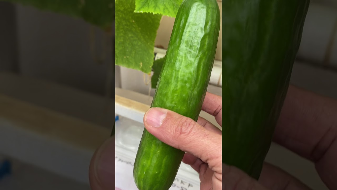 نقص بعض العناصر على الخيار