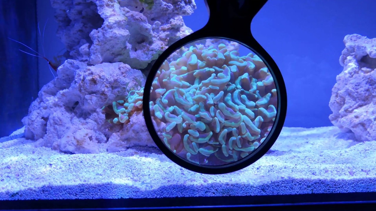 Fluval Evo - Kessil A80 - NEW CORAL and MORE