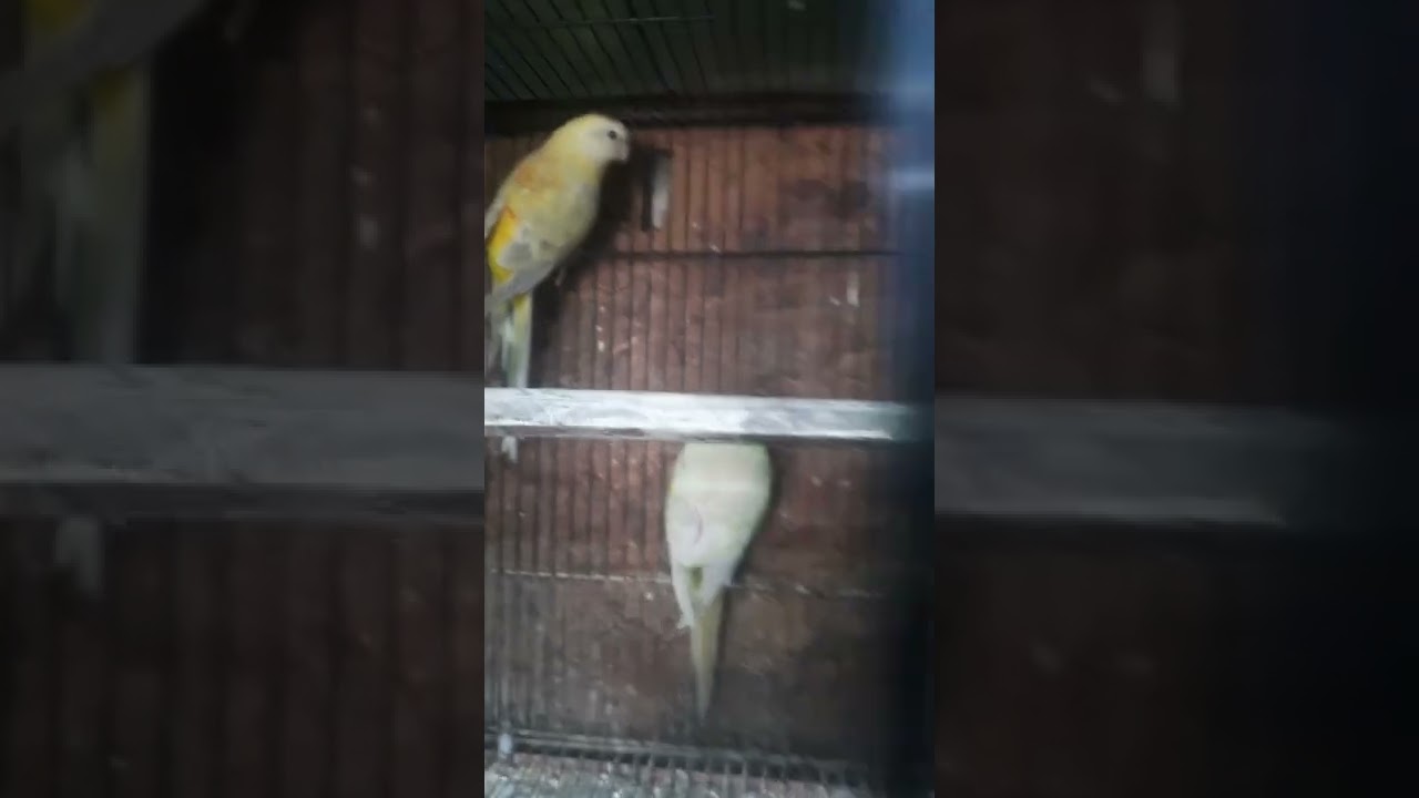 Opaline red rump grass parakeet