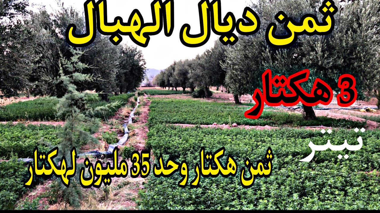 مزرعة للبيع نواحي مراكش 3 هكتار تيتر