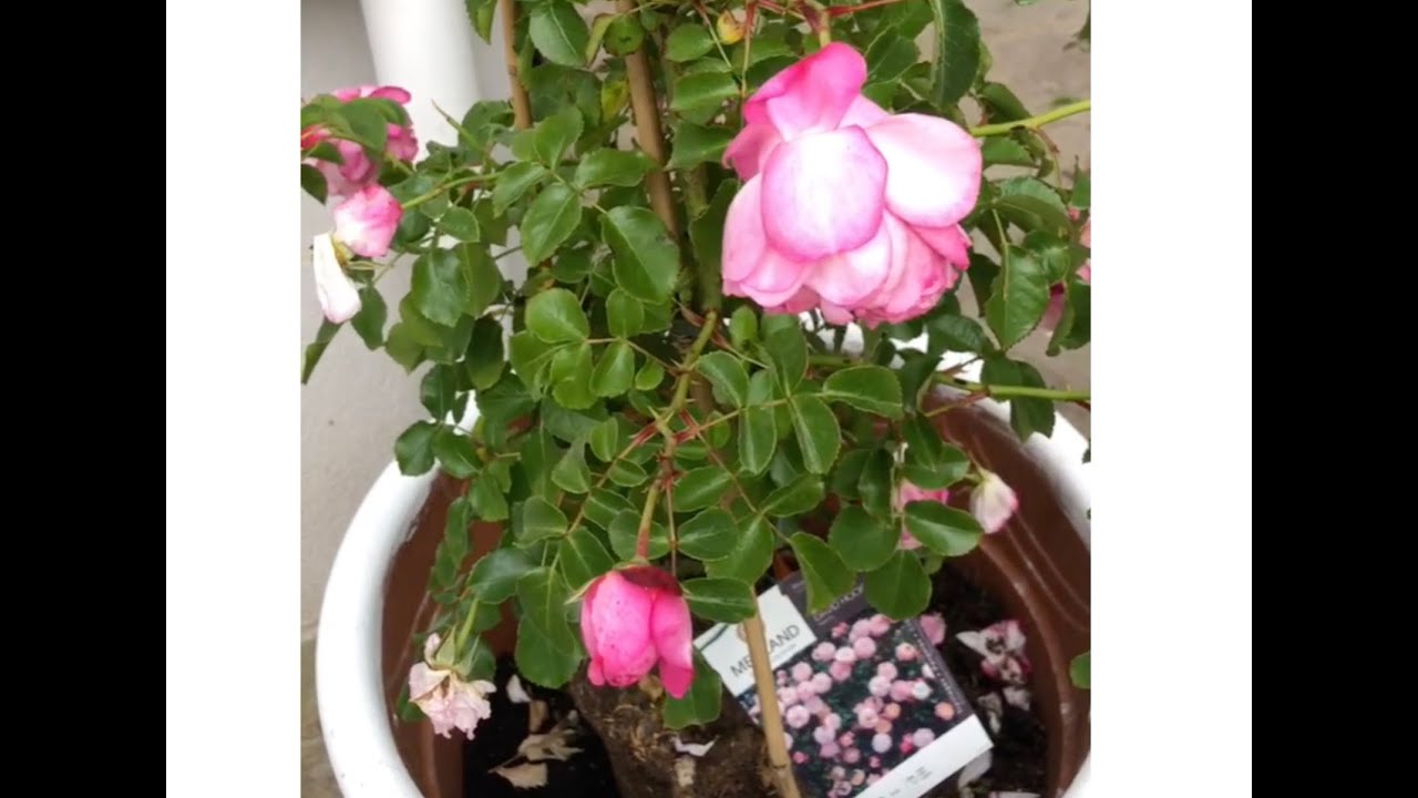 Come coltivare le rose in vaso